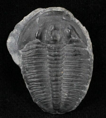 Elrathia Trilobite - Wheeler Shale, Utah #21095